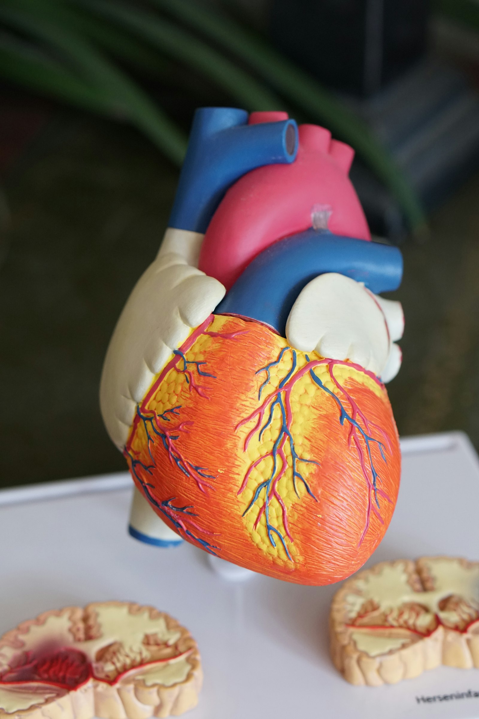 A Patient Journey: Cardiac Care, Start to Finish